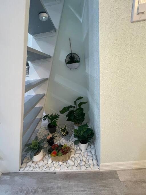The Tiny Cottage In The Springs/ Central Fl ألتامونتي سبرينجز المظهر الخارجي الصورة